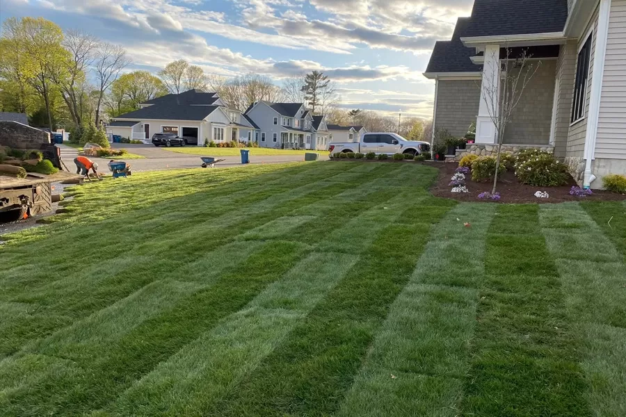 Image of a new installed lawn